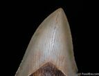 Serrated / Inch Meg Tooth From SC #59-1